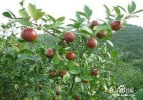 油茶籽油好处多多