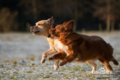 如何与宠物成为朋友 百度经验
