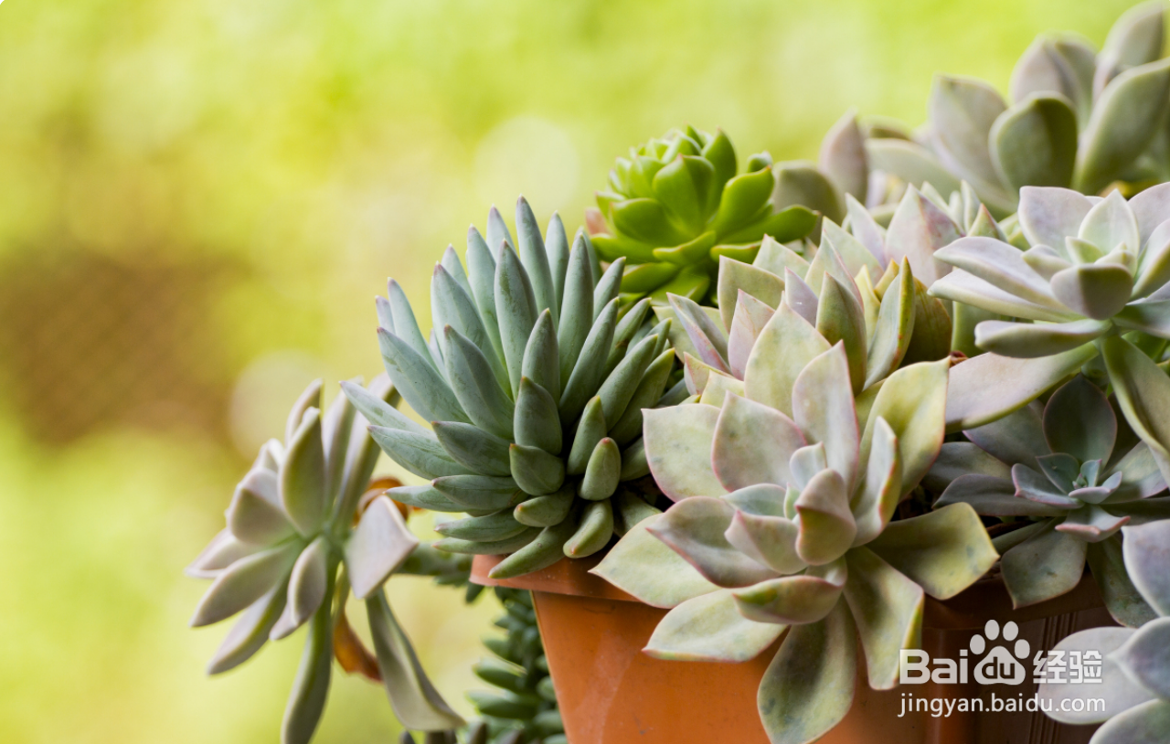 新手如何养多肉植物