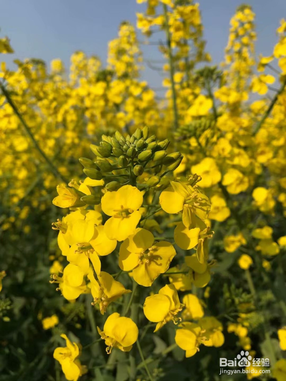 拍摄油菜花技巧