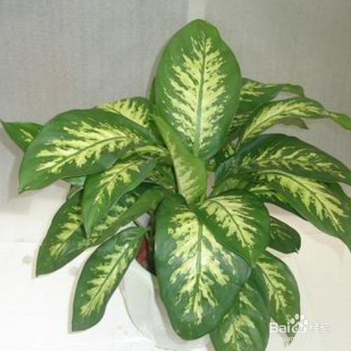 银皇后叶子发黄怎么办