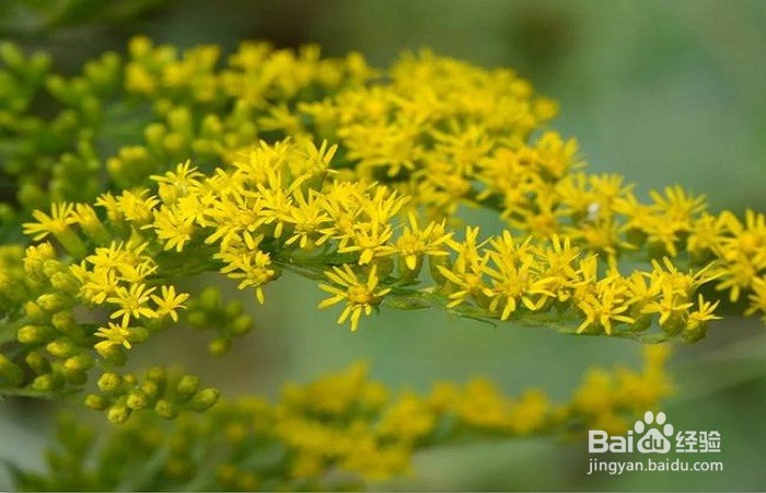 怎么防除加拿大一枝黄花对本土物种的侵害