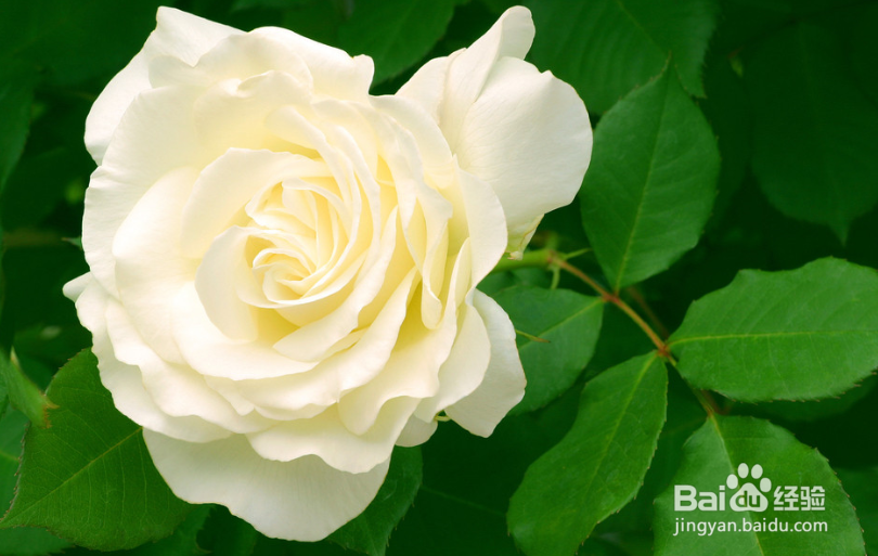 送女朋友礼物要了解，千万别送错咯！