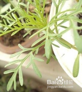 怎样种波斯菊