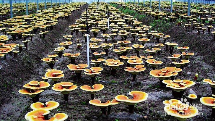 灵芝怎么泡水喝