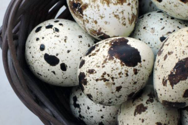 鹌鹑蛋和鸽子蛋的区别是什么