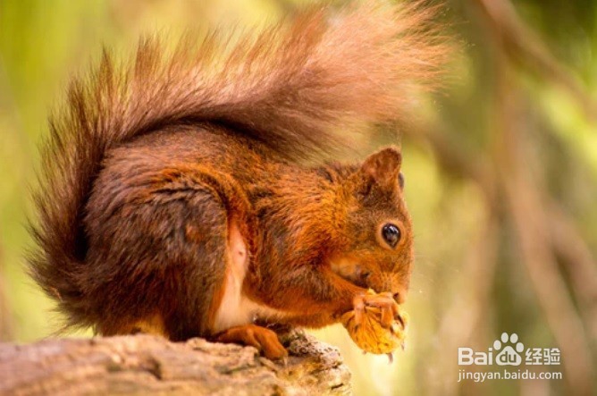 怎么样为松鼠制作一个窝