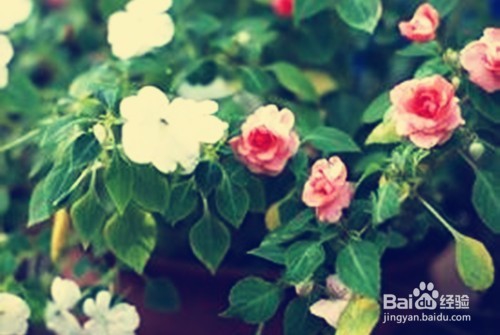 怎样更好地养花？