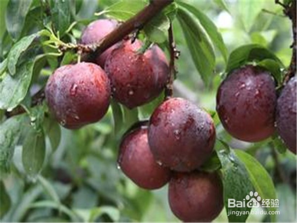 夏季应该吃什么水果