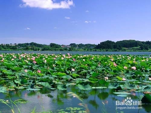 白洋淀赏鸟与采摘