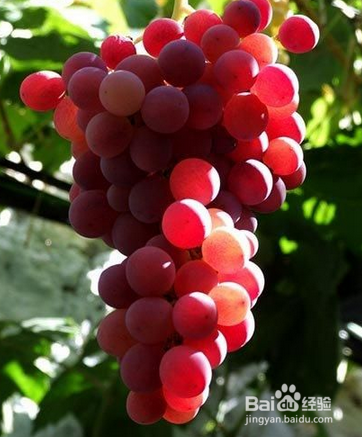 葡萄酒的味道是从哪里来的