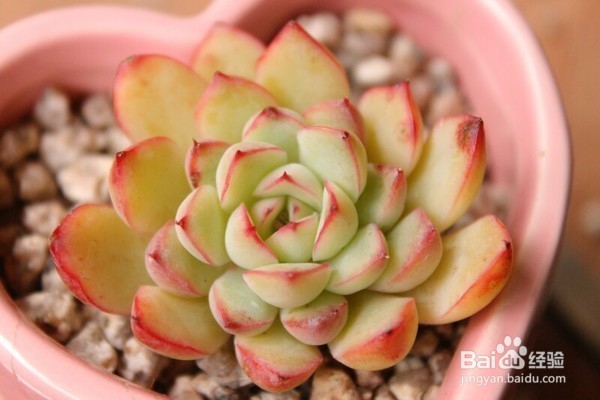 多肉植物怎么养--春夏秋冬四季怎么养多肉植物