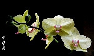 如何把照片统一大小