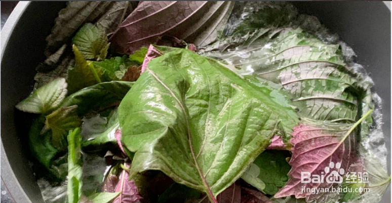 紫苏怎么做凉拌菜