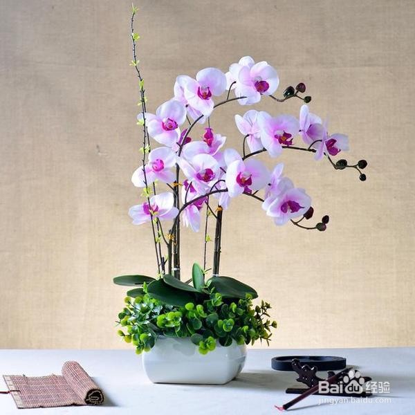 蝴蝶兰夏季怎么管理