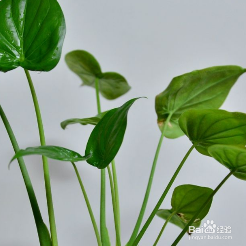 水培滴水观音怎么养？