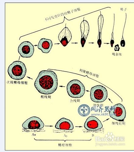 黄体发育不全怎么办