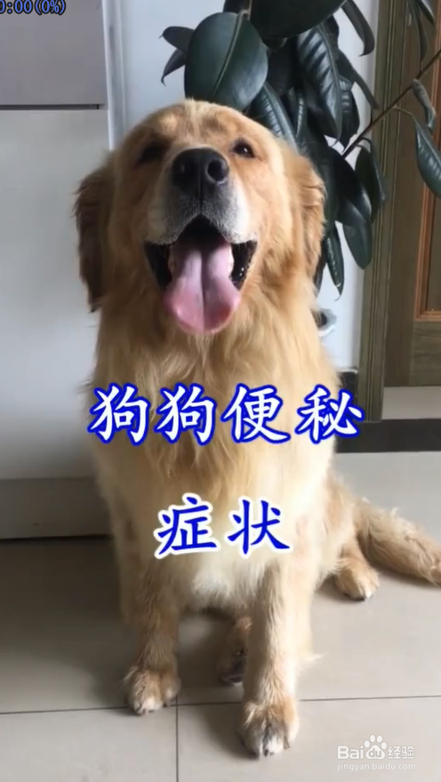 狗狗便秘的症状是什么样的 百度经验