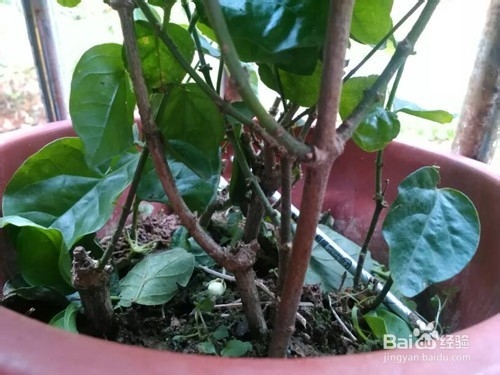 盆栽茉莉花怎么养