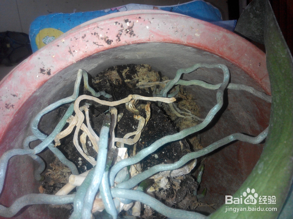 蝴蝶兰换土要提前准备