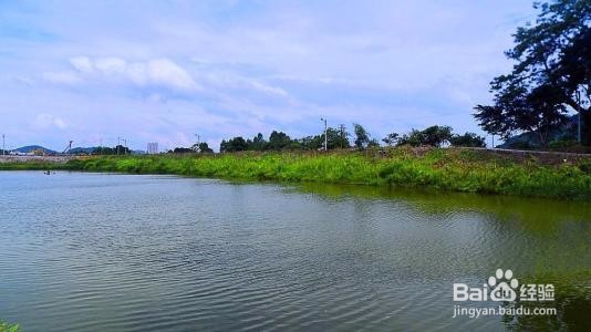 养草鱼需要注意什么?