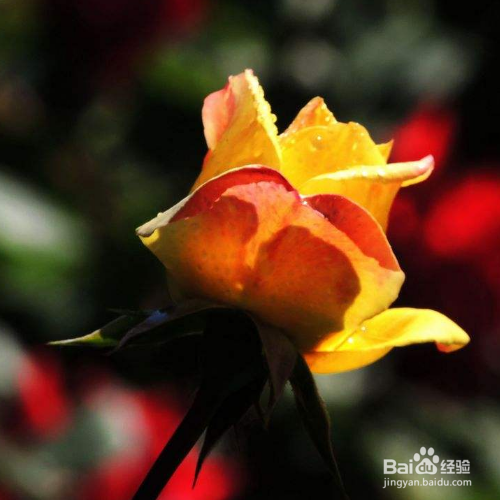 月季水插有什么常见的问题?