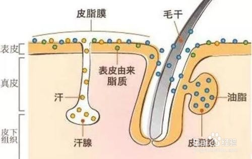 洗澡的时候搓下来
