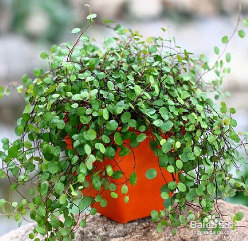 千叶吊兰怎么繁殖