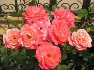 室内植物摆放注意事项！