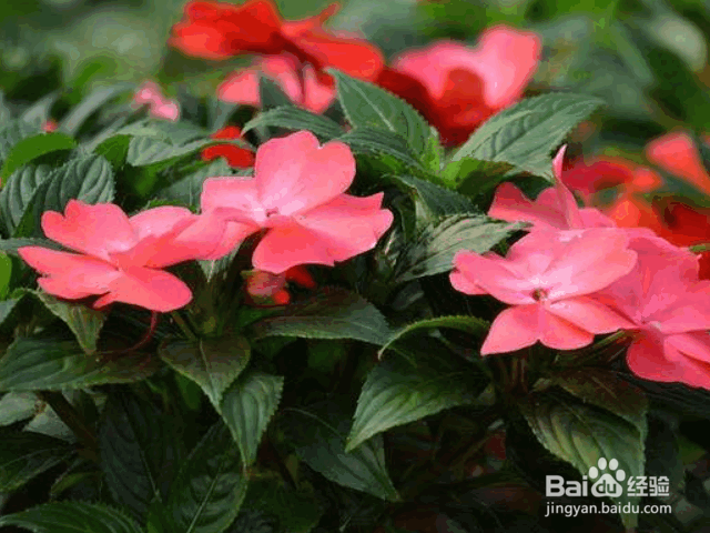 凤仙花的养殖方法和注意事项