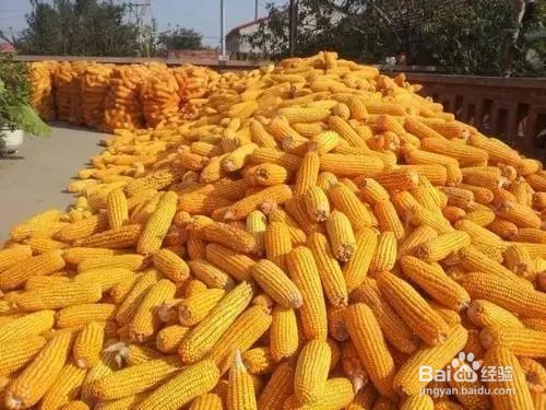 淀粉类饲料的加工调制方法是