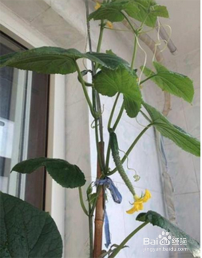 黄瓜只开花不结果怎么办