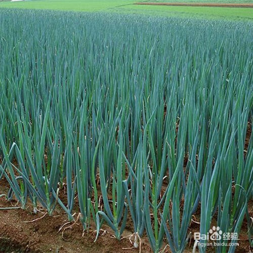 种葱子的时间和方法