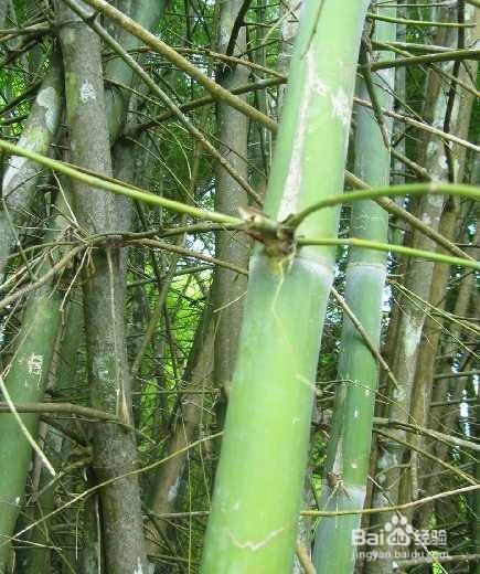 簕竹的养殖方法和注意事项
