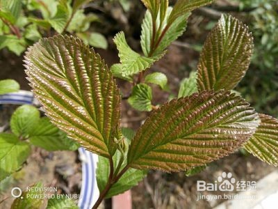 努比亚z17mini拍照方法