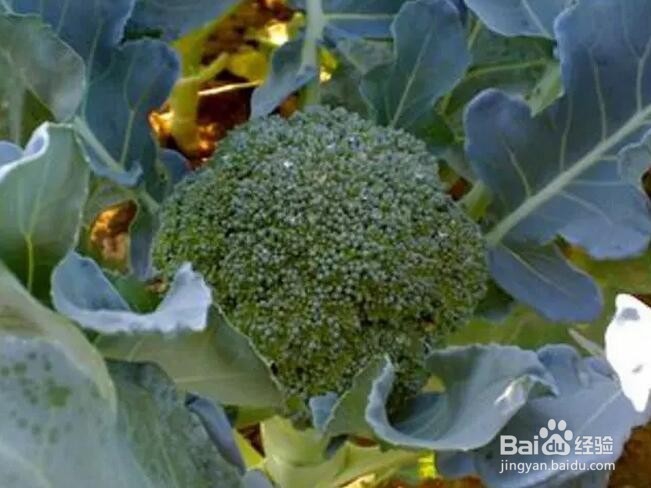 西兰花怎么洗？