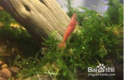 水族缸里面的鱼卵怎么弄出来 百度经验 水族缸里面的鱼卵怎么弄出来 百度经验
