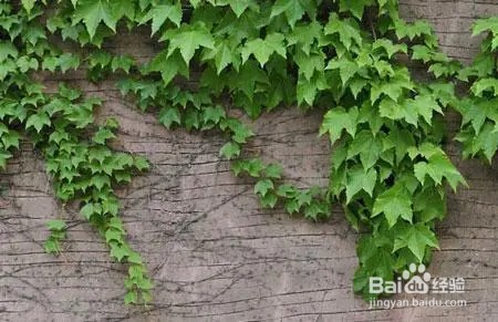 爬山虎怎么移植