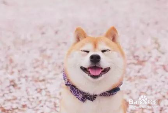 狗狗得了鞭毛虫怎么治