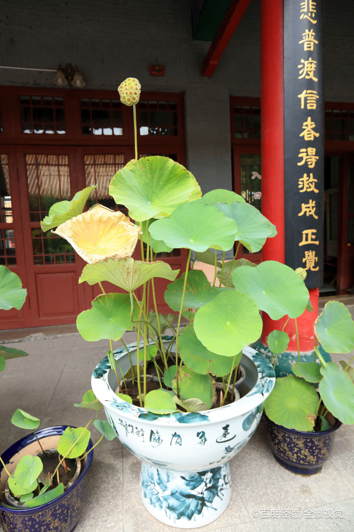 碗莲发芽后怎么种