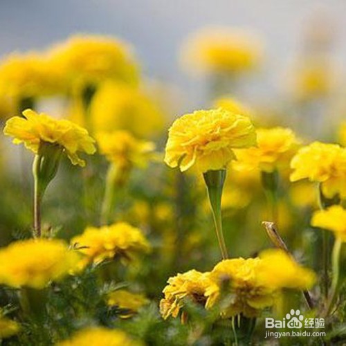 如何用食物去皱