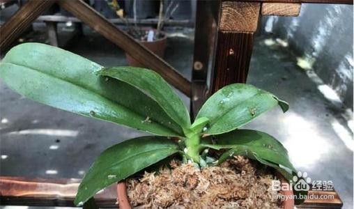 水苔养蝴蝶兰的方法
