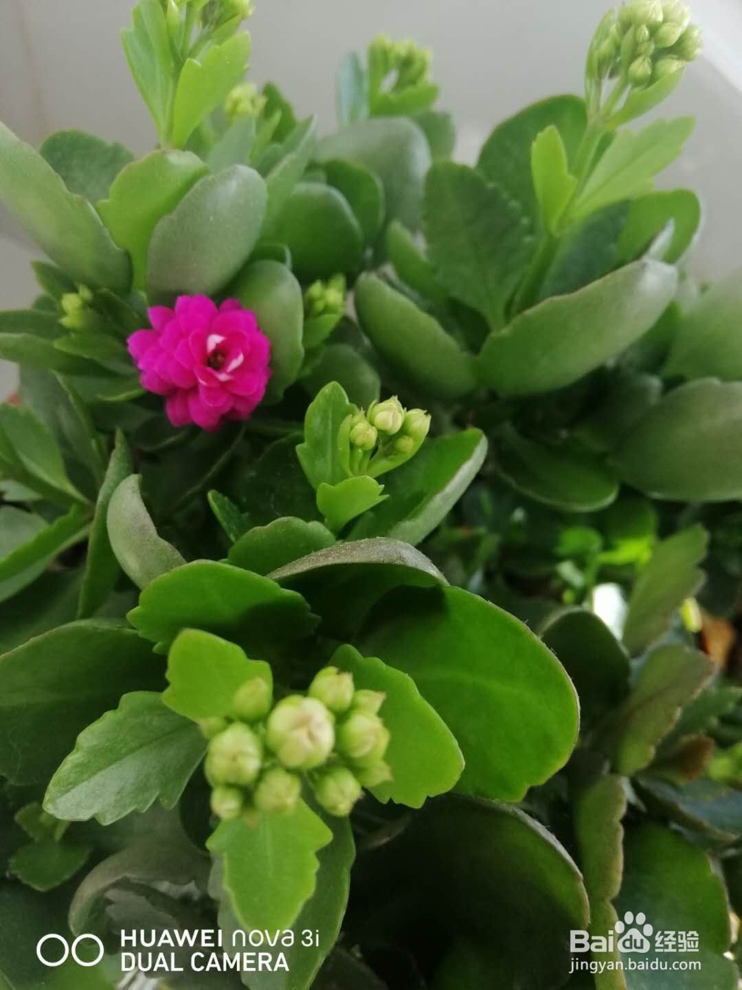 长寿花叶子发红怎么办