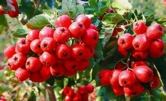 天然黄金食物。