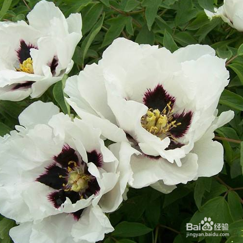 紫斑牡丹的养殖方法