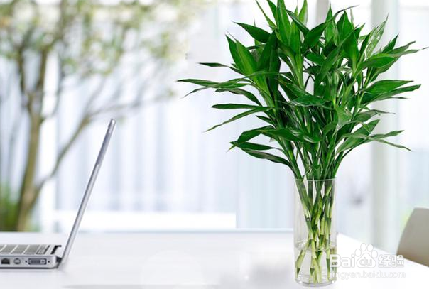 容易存活的水培植物有哪些