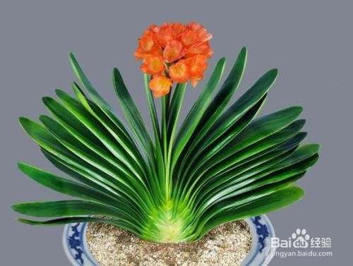 君子兰根系太大怎么办