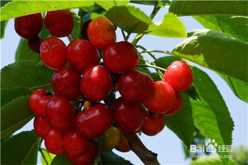 土豆茄子豆角，这8种常见蔬菜吃不对竟然会要命