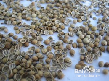 家庭阳台种植蔬菜的方法-香菜篇