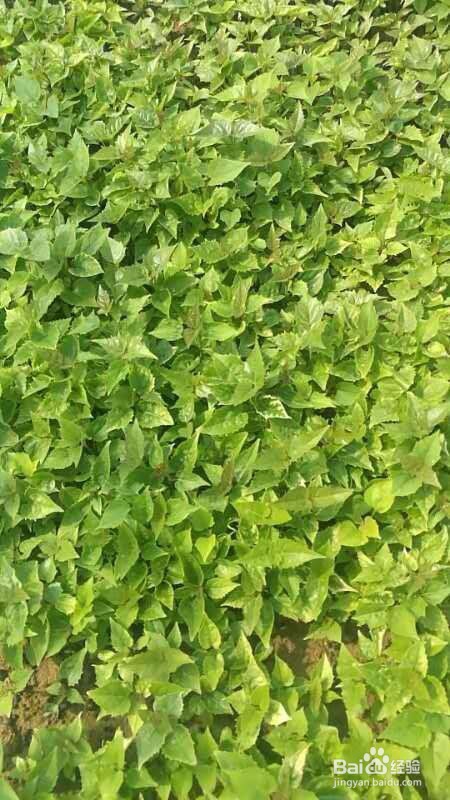 楸树籽怎么育苗